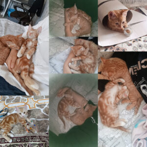 واگذاری دو بچه گربه نارنجی خوشگل (داداش و آبجین)