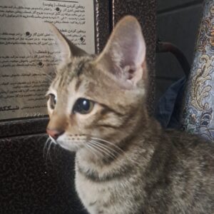 بچه گربه نر