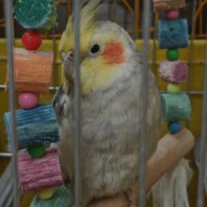 عروس هلندی گمشده