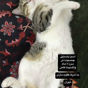 واگذاری گربه