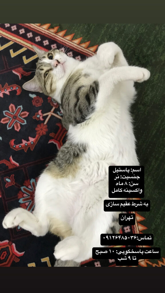 واگذاری گربه