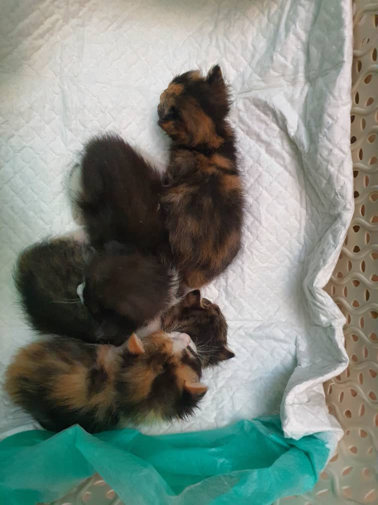 بچه گربه