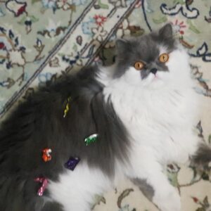 گمشده نونو نژاد رگدال