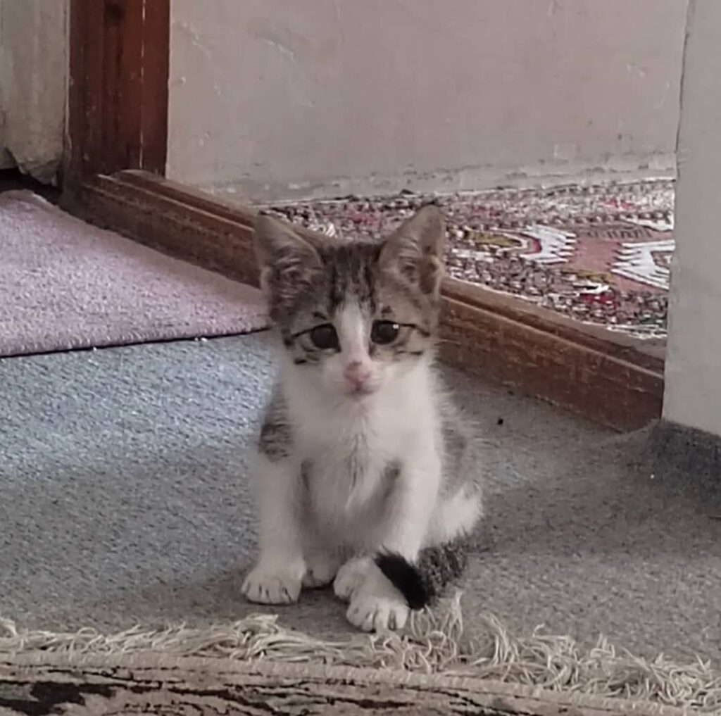 بچه گربه
