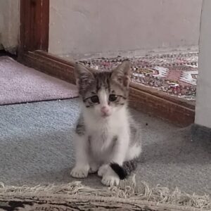 بچه گربه