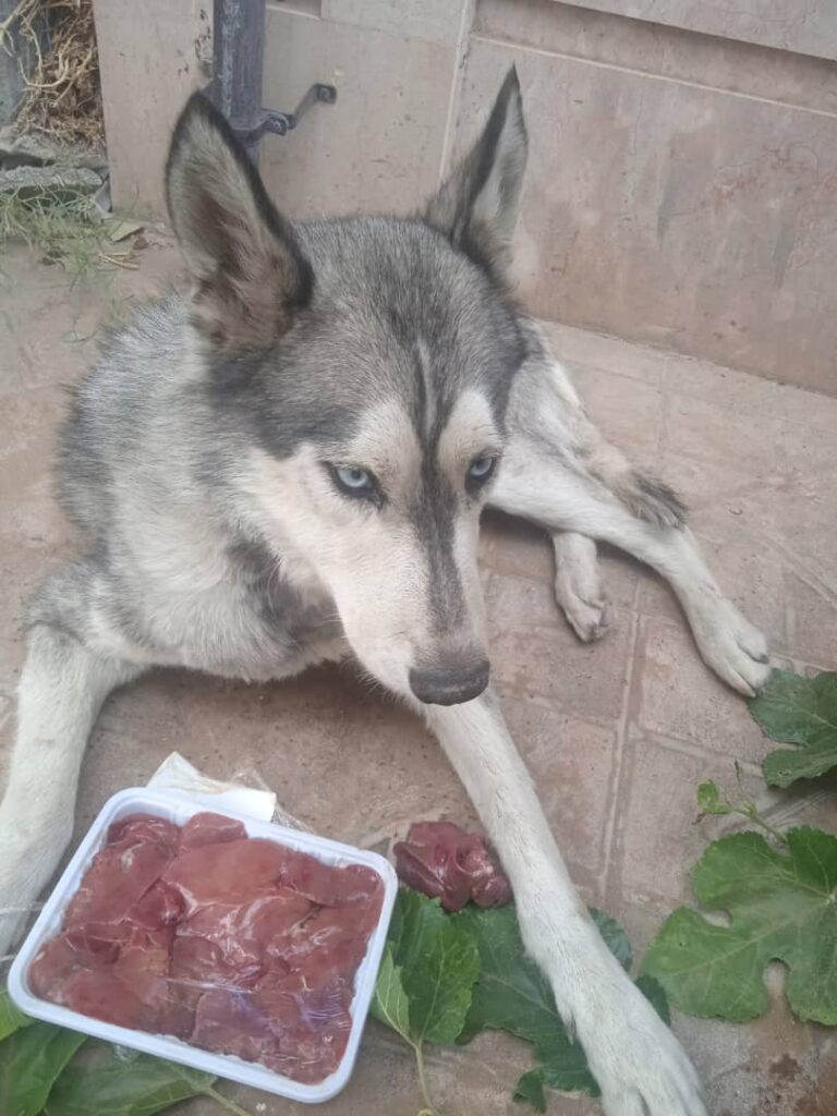 سگ هاسکی