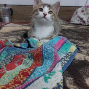 بچه گربه ۳۰ روزه