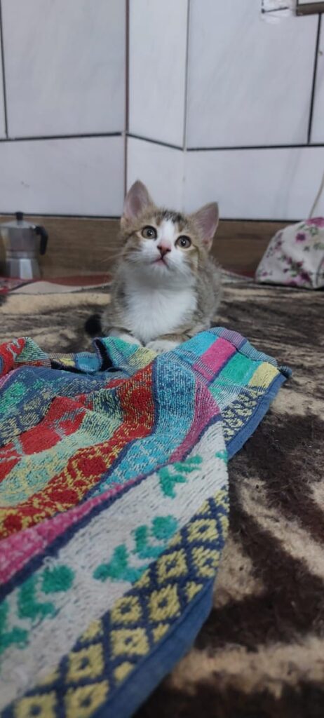 بچه گربه ۳۰ روزه