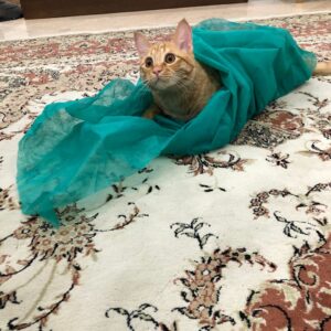 گربه نارنجی مهربون و بازیگوش