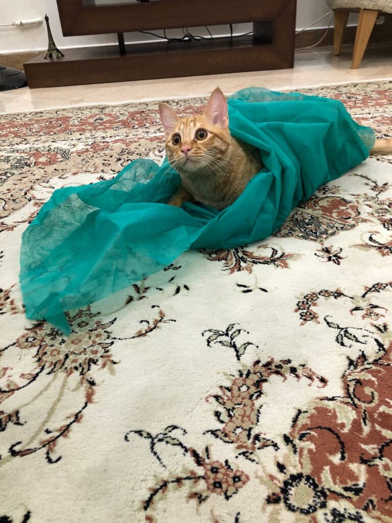 گربه نارنجی مهربون و بازیگوش