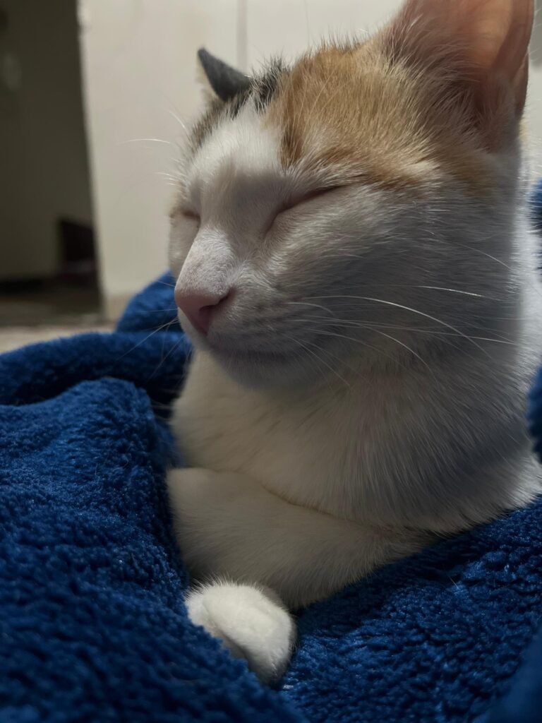 گربه DSH ۱ساله
