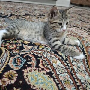 واگذاذی گربه دو ماهه ملوس وباهوش