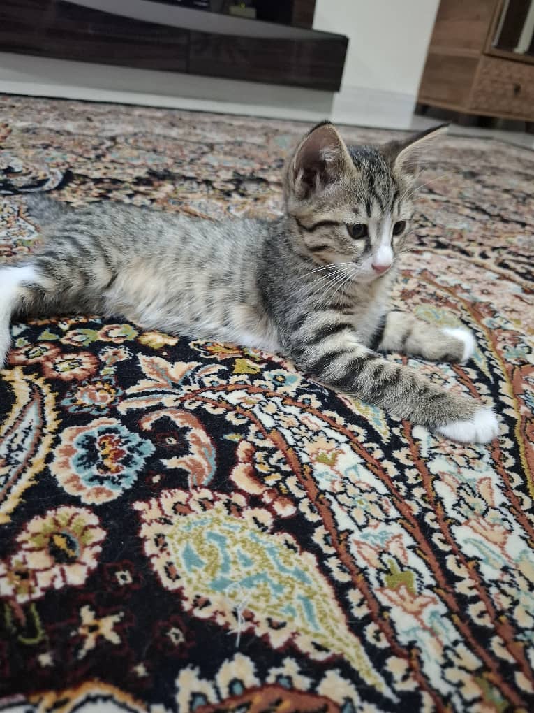 واگذاذی گربه دو ماهه ملوس وباهوش