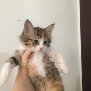بچه گربه
