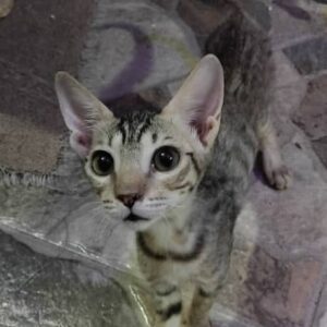 گربه DSH