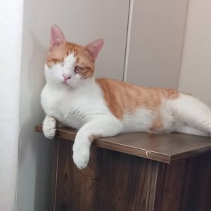 واگذاری ۲ عدد گربه نر وماده،عقیم شده