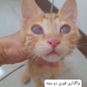 دوتا بچه گربه