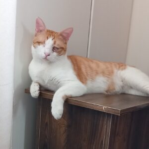 واگذاری دو عدد گربه ،نر وماده