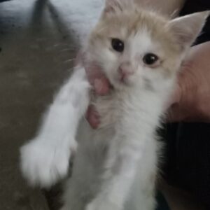 واگذاری بچه گربه نر سفیدنارنجی ۳ماهه