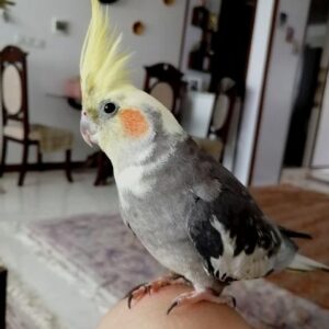 عروس هلندی گم شده