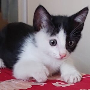بچه گربه یکماهه نر dsh