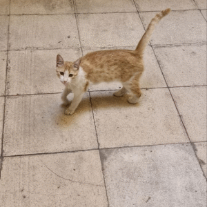 یه خانوم گربه خوشگل پیدا شده