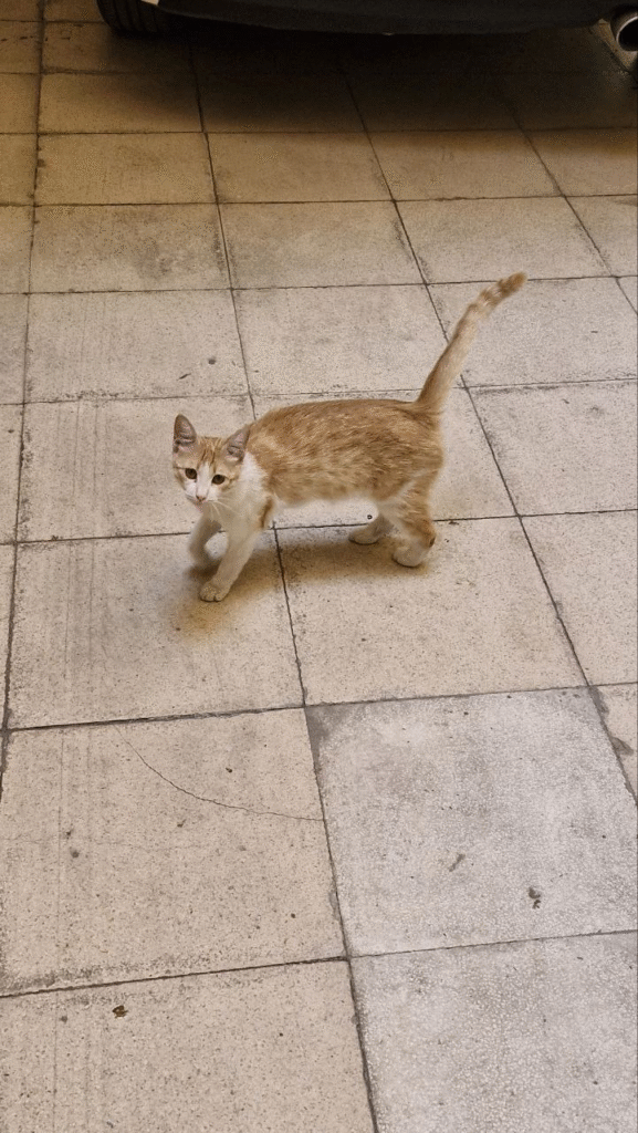 یه خانوم گربه خوشگل پیدا شده