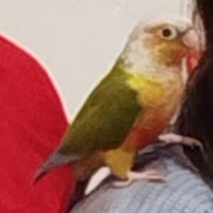 طوطی  گیرینچیک گمشده