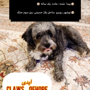 سگ پیدا شده در نوشهر