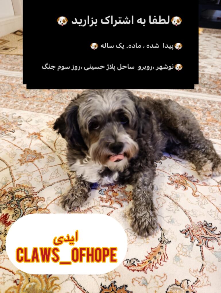 سگ پیدا شده در نوشهر