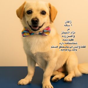 پسر هفت ماهه اشپیتز