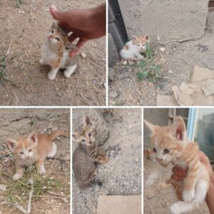 واگذاری بچه گربه‌ها