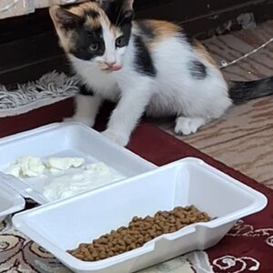 بچه گربه زیبا