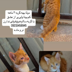 بچه گربه ۳ ماهه