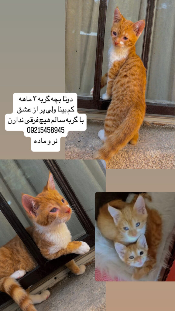 بچه گربه ۳ ماهه