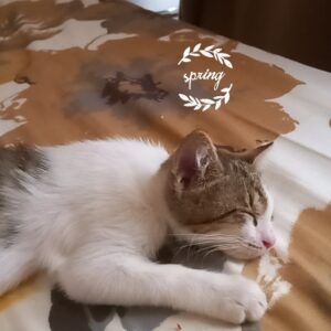 واگذاری بچه گربه نجات یافته