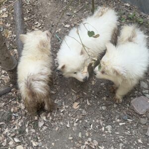 طوره سگ نژاد دار رها شده و آزار دیده