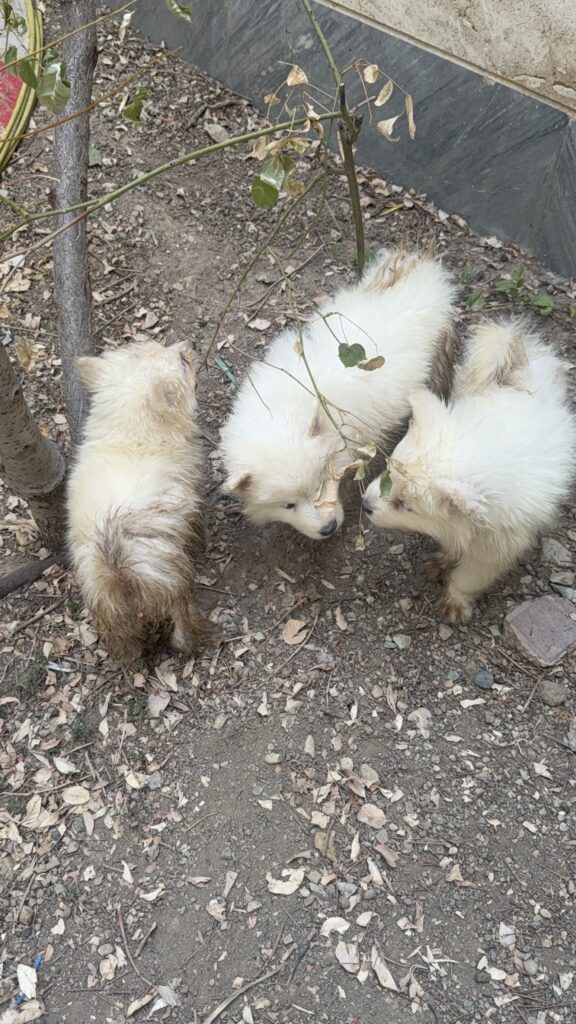 طوره سگ نژاد دار رها شده و آزار دیده
