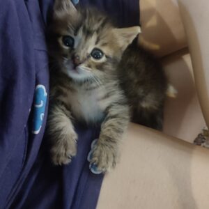واگذاری بچه گربه دوماهه نر