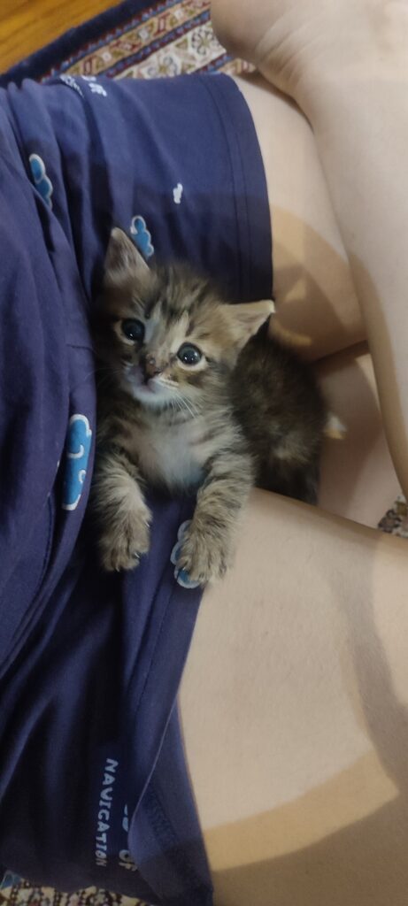 واگذاری بچه گربه دوماهه نر
