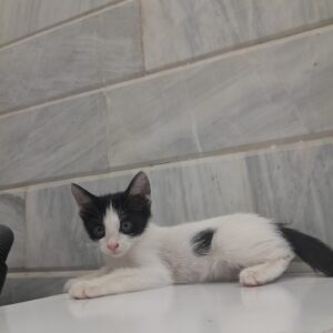 بچه گربه