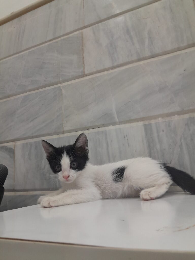 بچه گربه