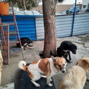 سگ میکس بومی