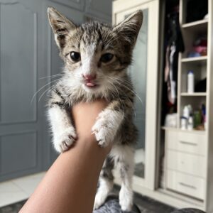 بچه گربه
