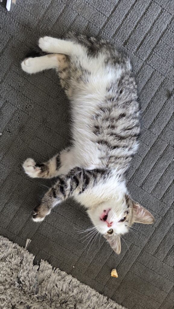 بچه گربه ۲ ماهه