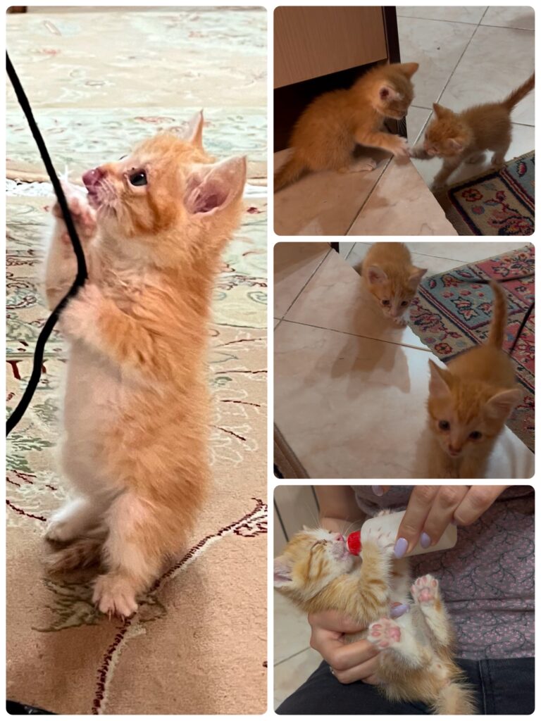 بچه گربه نارنجی