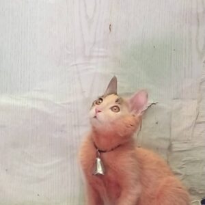 واگذاری گربه