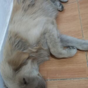 سگ اشپیدز پیدا شده