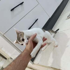 واگذاری گربه