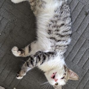 بچه گربه ماده 2 ماهه